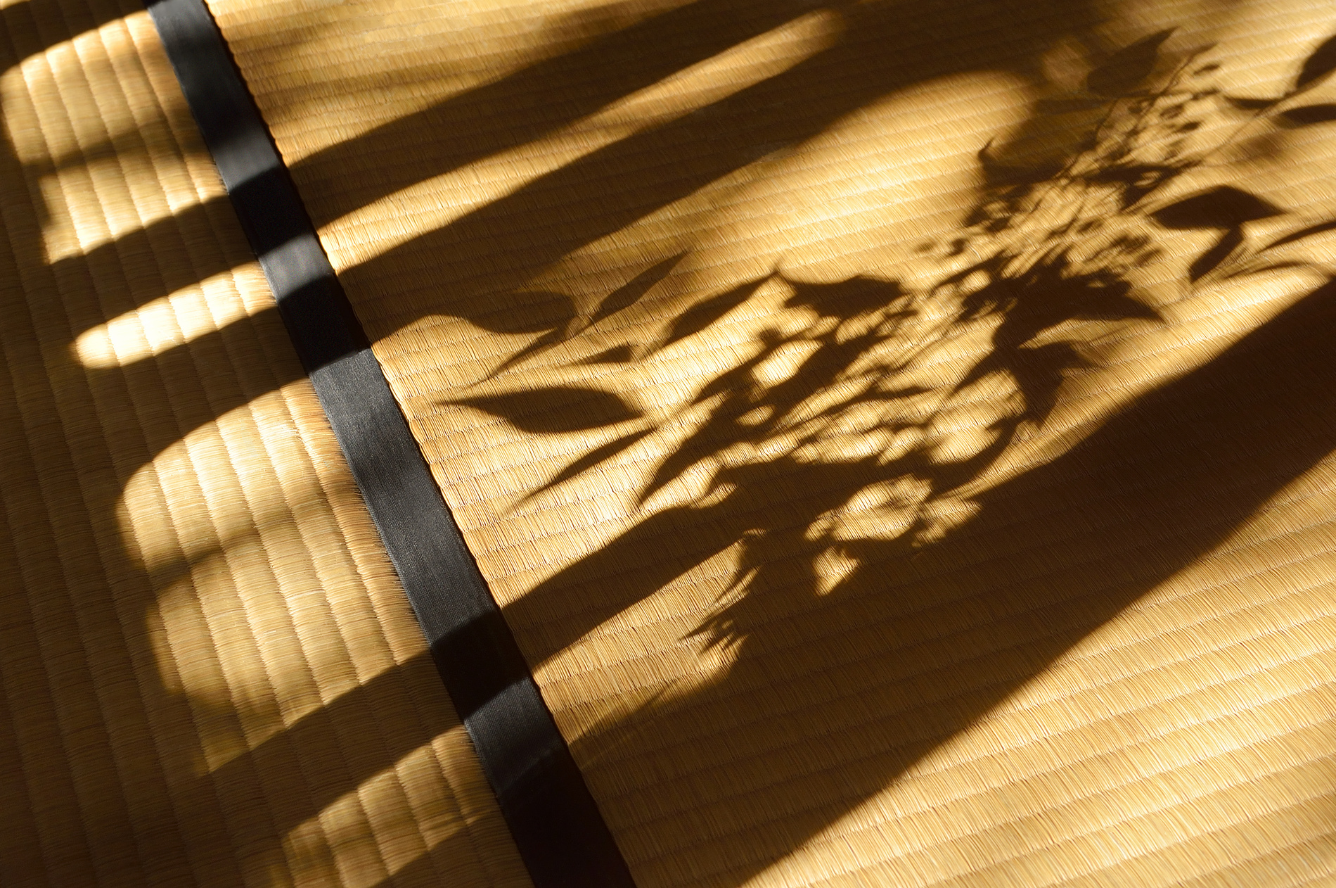 Shadow on the Tatami Mat